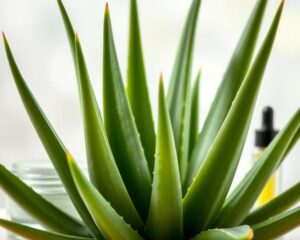 Aloes na zmarszczki – właściwości i jak stosować w pielęgnacji